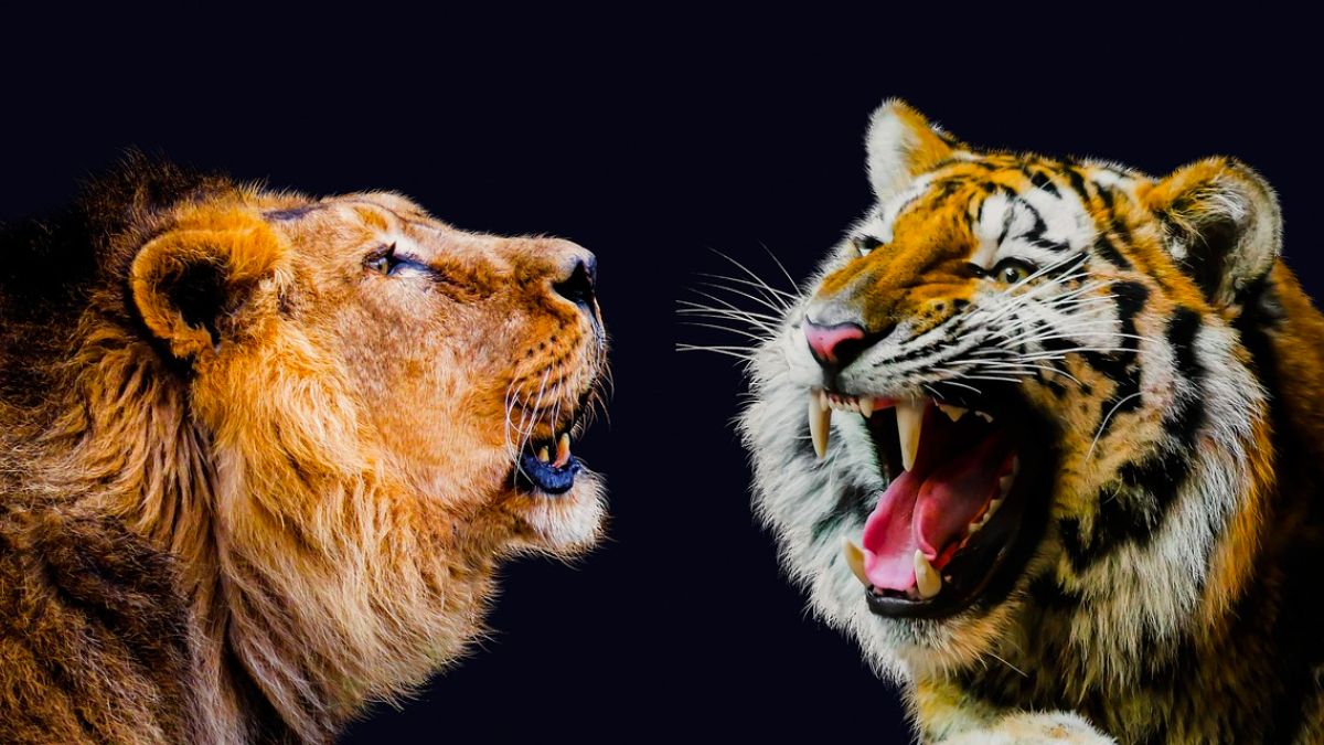 Tigers vs lions